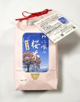 画像1: わに塚の桜米　令和　４ 年産　 1.5kg (1)
