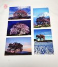 画像2: 【わに塚の桜　四季】vol ４　絵葉書セット　１２枚組み　フルカラー
