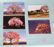 画像2: 【わに塚の桜　四季】　絵葉書セット　１２枚組み　フルカラー
