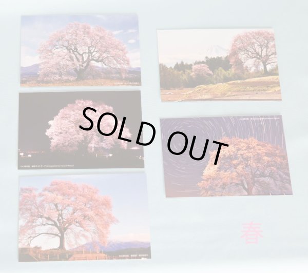 画像2: 【わに塚の桜　四季】　絵葉書セット　１２枚組み　フルカラー