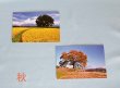 画像4: 【わに塚の桜　四季】　絵葉書セット　１２枚組み　フルカラー