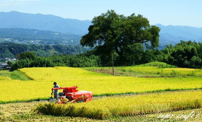 画像: わに塚の桜米　令和４年産　新米入荷しました。