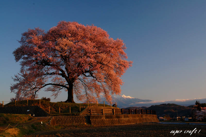 画像: わに塚の桜米　令和　５年産　新米  玄米３０kg